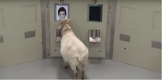 臉盲的你,在識別人臉上可能還不如綿羊