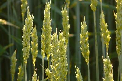 基因之后農(nóng)作物“外表”成研究新熱點