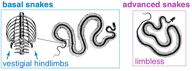 蛇為什么沒有腿？